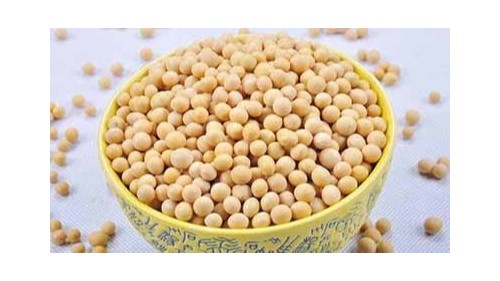 康之豆为你详细科普脱毒大豆脱了什么“毒” 康之豆为你详细科普脱毒大豆脱了什么“毒”